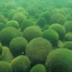 Quarantine issued, aquarium and boat owners be advised